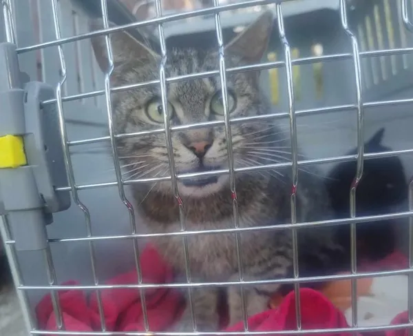 Znaleziono kota, Toruń, 19 maja 2025