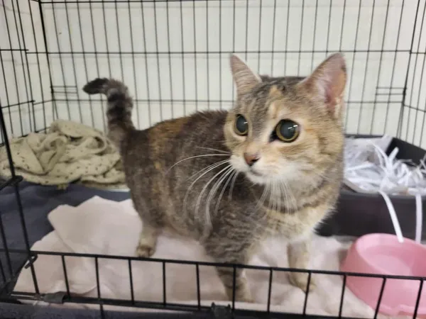 Znaleziono kota, Toruń, 19 maja 2025