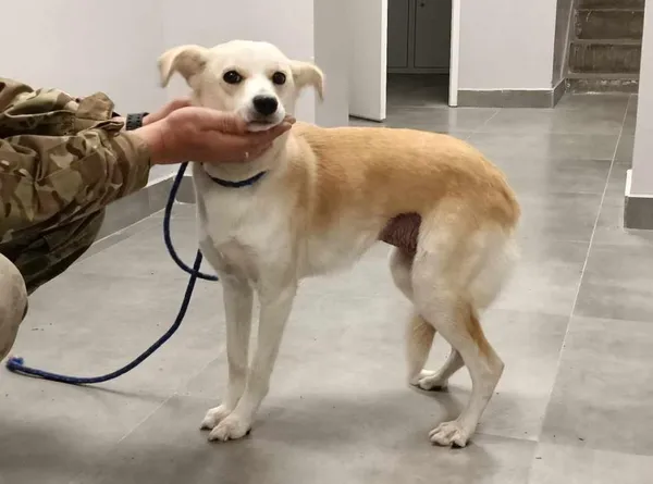 Znaleziono psa, Toruń, 17 maja 2025