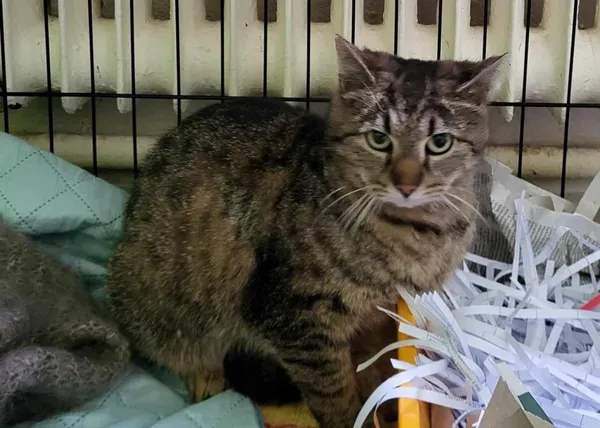 Znaleziono kota, Toruń, 16 maja 2025