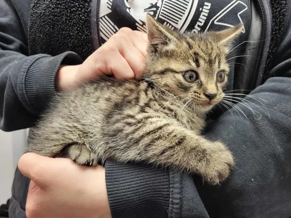 Znaleziono kota, Toruń, 16 maja 2025