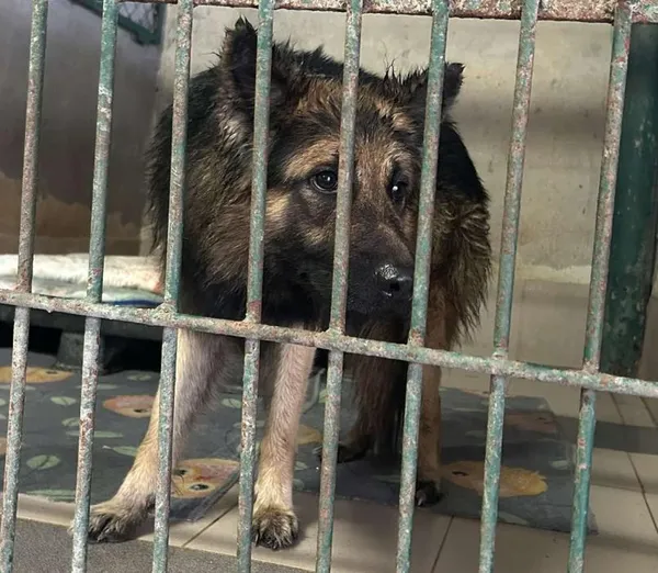 Znaleziono psa, Toruń, 16 maja 2025