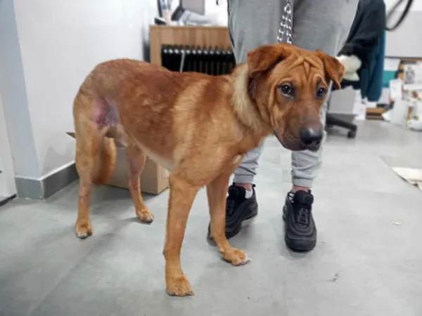 Znaleziono psa, Toruń, 15 maja 2025