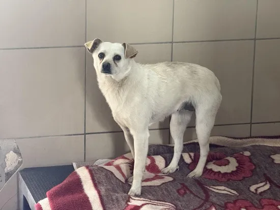 Pies do adopcji, Kraków, 6 maja 2025