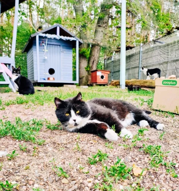 Kot do adopcji, Piła, 4 marca 2025 (1/4)