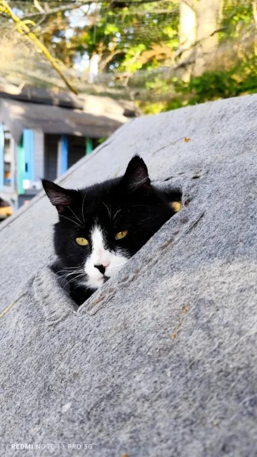 Kot do adopcji, Piła, 4 marca 2025 (3/4)