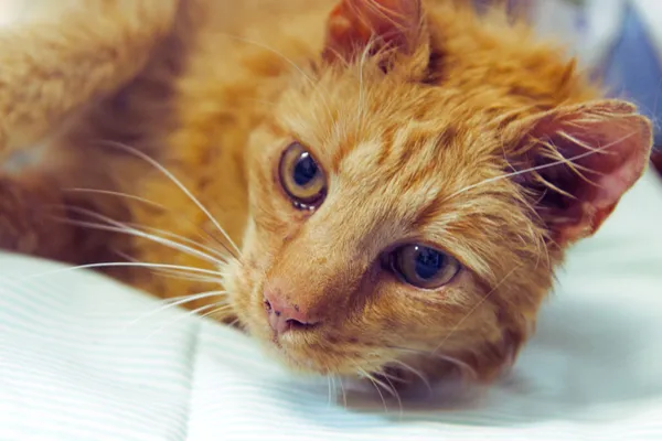 Znaleziono kota, Sosnowiec, 12 maja 2025 (2/2)