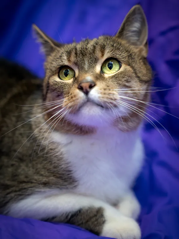 Znaleziono kota, Sosnowiec, 18 maja 2025 (5/5)