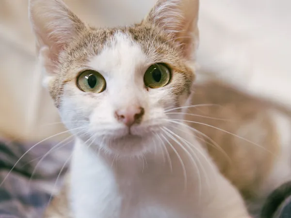 Znaleziono kota, Sosnowiec, 18 maja 2025 (1/3)