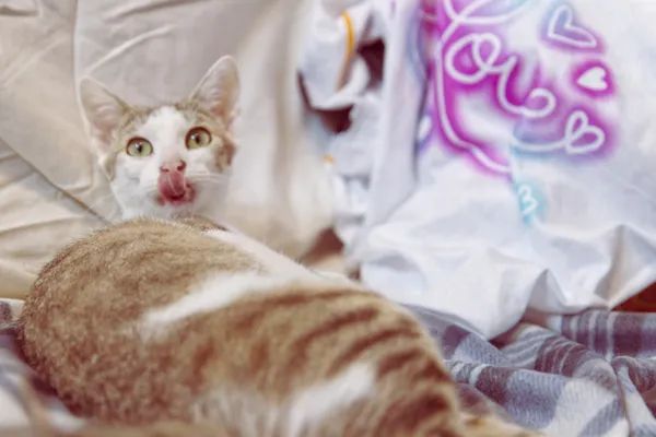 Znaleziono kota, Sosnowiec, 18 maja 2025 (3/3)