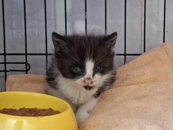 Znaleziono kota, Sosnowiec, 18 maja 2025