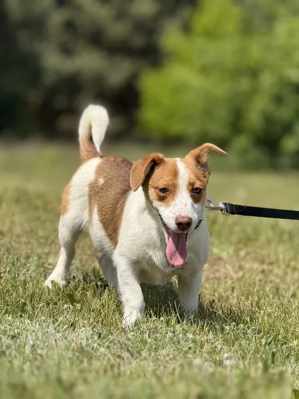 Pies do adopcji, Pieczyska, 20 maja 2025 (3/5)