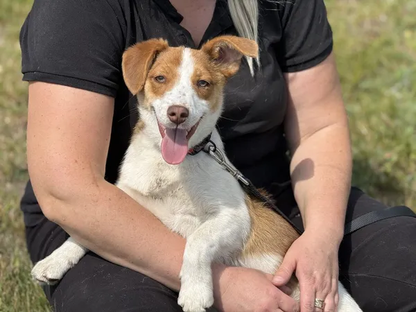 Pies do adopcji, Pieczyska, 20 maja 2025 (4/5)