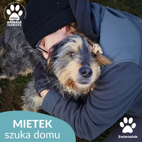 Znaleziono psa, Dąbrówka, 23 grudnia 2025 (4/4)