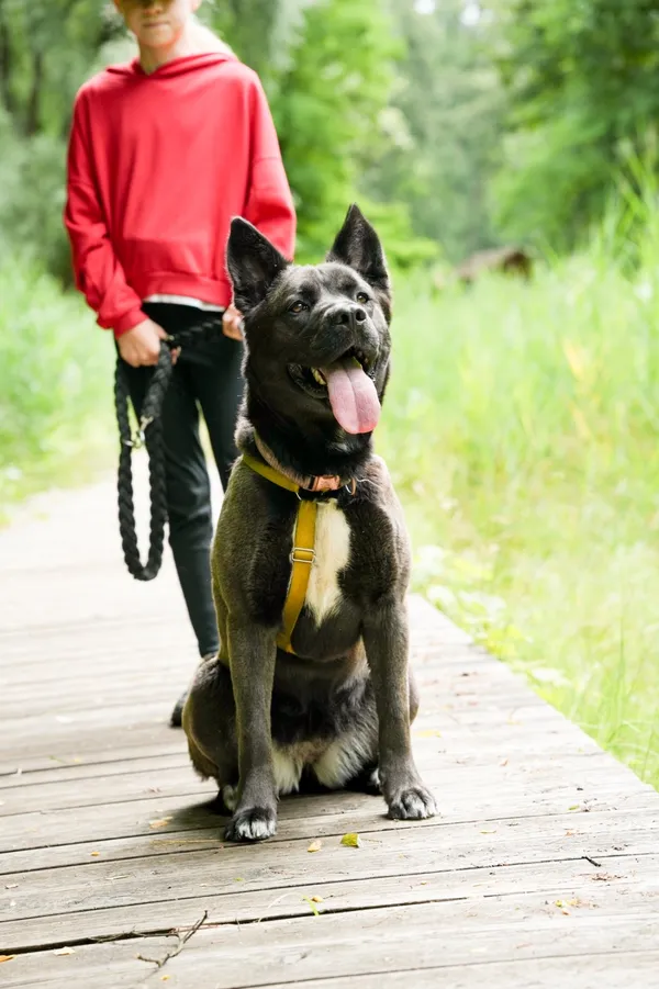 Znaleziono psa, Sosnowiec, 19 maja 2025 (1/5)