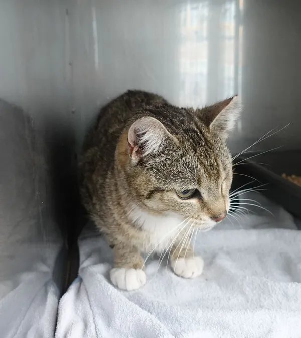 Znaleziono kota, Gdańsk, 20 maja 2025