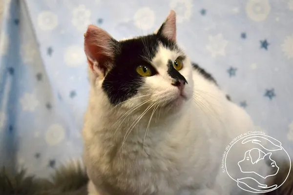 Kot do adopcji, Chełmek, 10 czerwca 2024