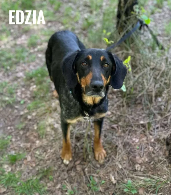 Pies do adopcji, Rytlów, 20 maja 2025