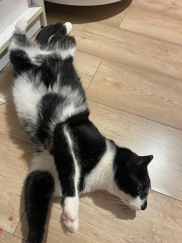 Zaginął kot, Swarzędz, 21 maja 2025 (2/4)