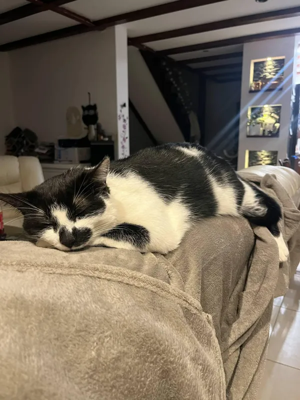 Zaginął kot, Swarzędz, 21 maja 2025 (3/4)