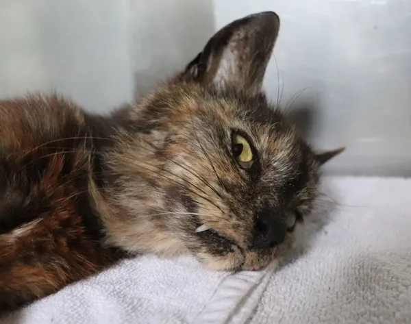 Znaleziono kota, Łódź, 21 maja 2025