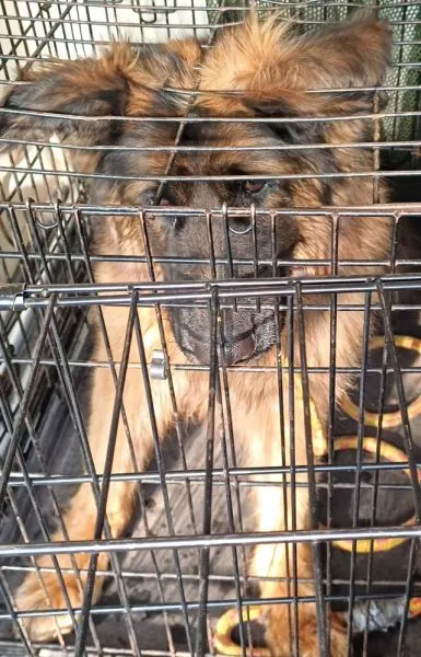 Znaleziono psa, Radom, 20 maja 2025