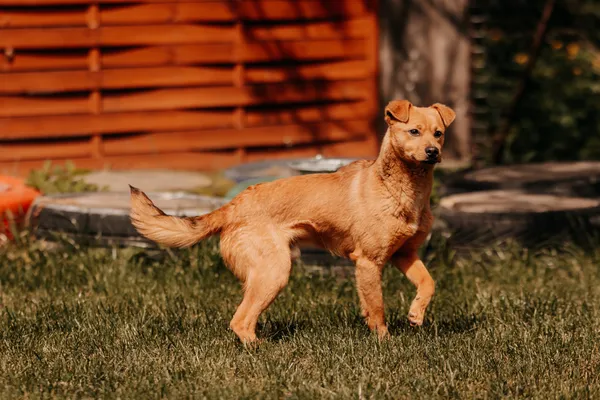 Pies do adopcji, Czartki, 21 maja 2025 (1/5)