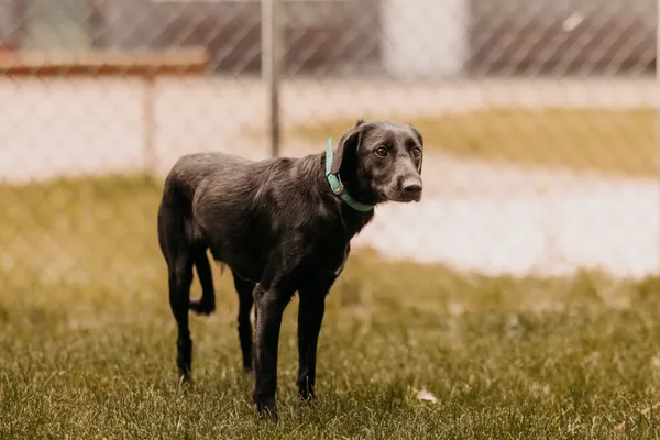 Pies do adopcji, Czartki, 21 maja 2025 (4/5)