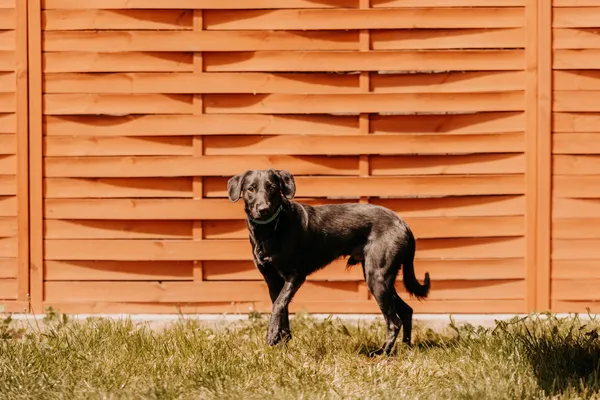 Pies do adopcji, Czartki, 21 maja 2025 (5/5)