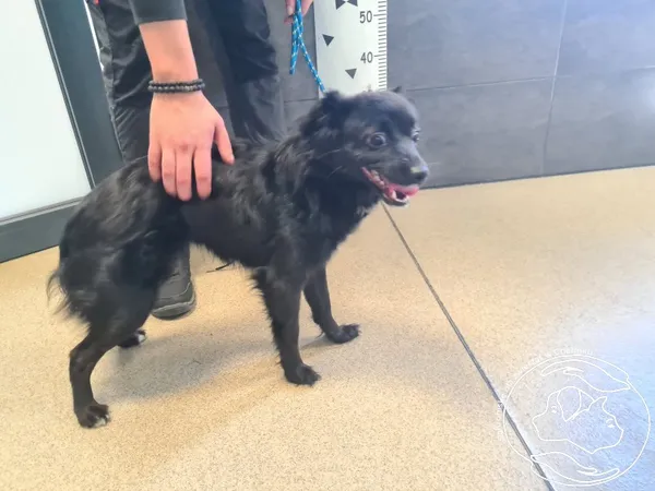 Znaleziono psa, Chełmek, 21 maja 2025