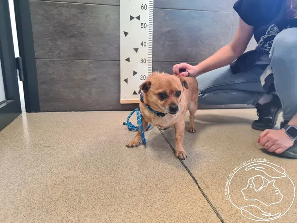 Znaleziono psa, Chełmek, 21 maja 2025