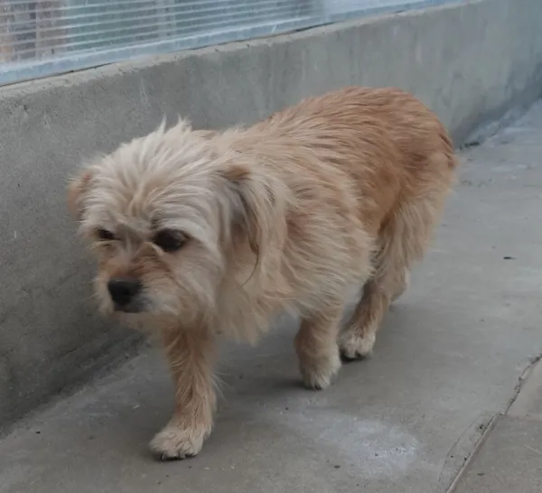 Znaleziono psa, Gdańsk, 21 maja 2025