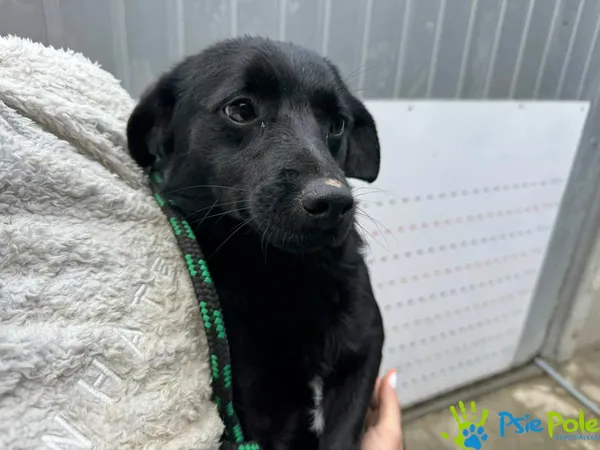 Znaleziono psa, Racławice, 16 maja 2025 (1/5)