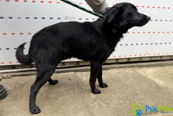 Znaleziono psa, Racławice, 16 maja 2025 (3/5)