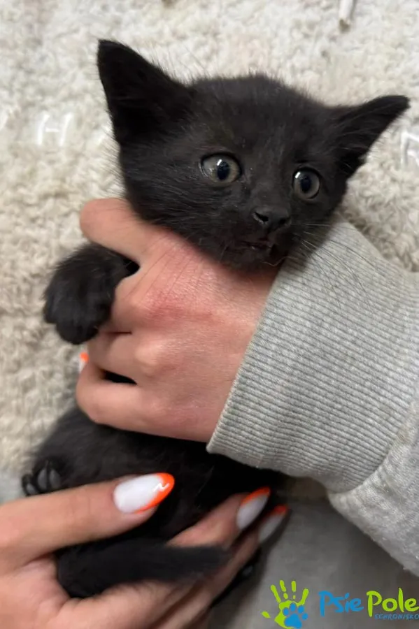 Znaleziono kota, Racławice, 15 maja 2025 (1/5)