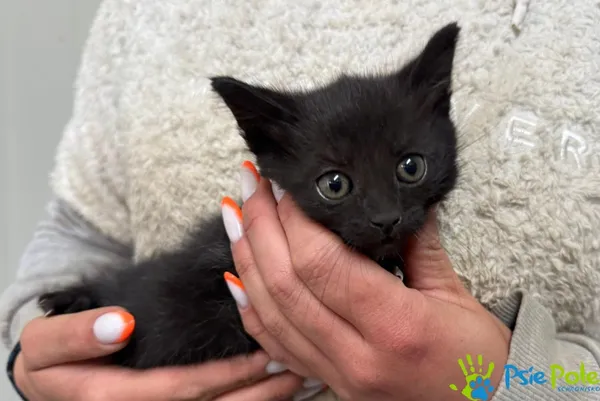 Znaleziono kota, Racławice, 15 maja 2025 (3/5)