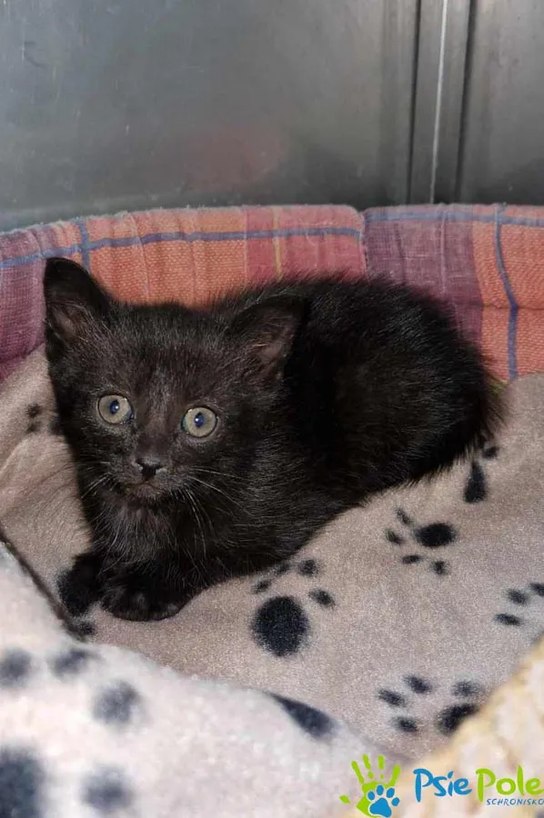 Znaleziono kota, Racławice, 15 maja 2025 (4/5)