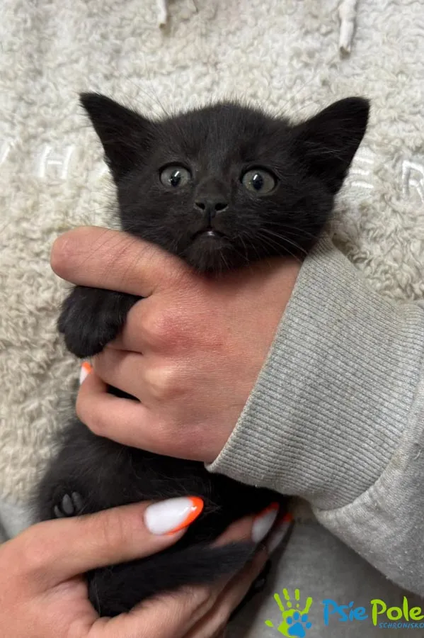 Znaleziono kota, Racławice, 15 maja 2025 (5/5)