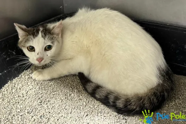 Znaleziono kota, Racławice, 15 maja 2025 (3/3)