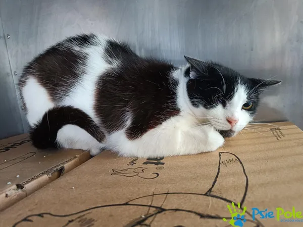 Znaleziono kota, Racławice, 15 maja 2025 (5/5)