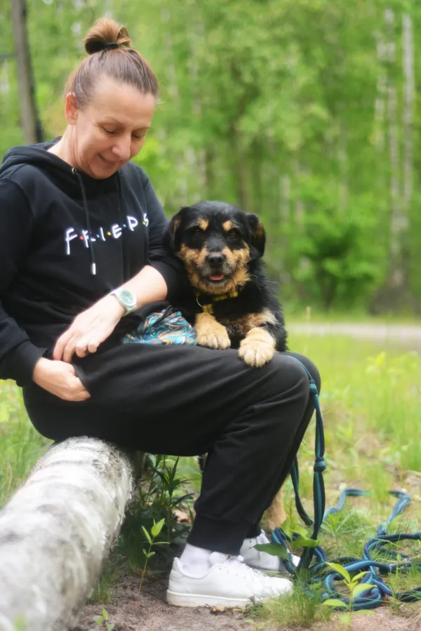 Pies do adopcji, Milanówek, 25 maja 2025 (1/5)