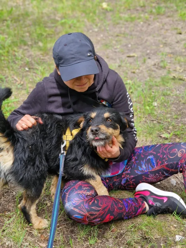 Pies do adopcji, Milanówek, 25 maja 2025 (2/5)