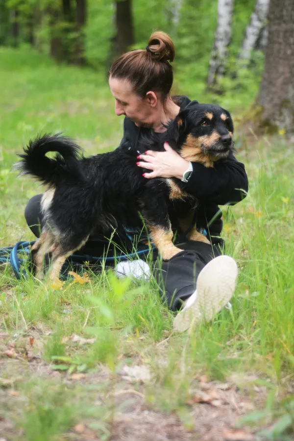 Pies do adopcji, Milanówek, 25 maja 2025 (5/5)