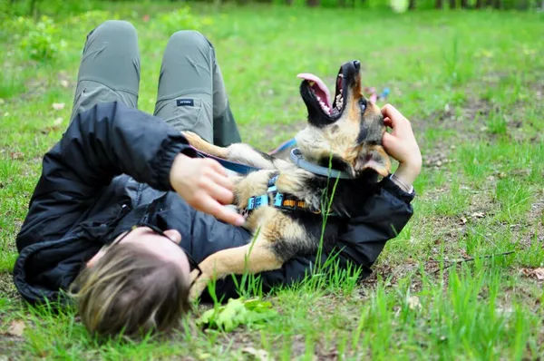 Pies do adopcji, Milanówek, 26 maja 2025 (4/5)