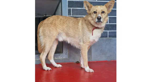 Pies do adopcji, Wrocław, 14 maja 2025