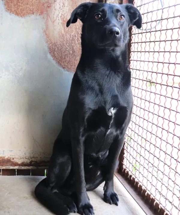 Znaleziono psa, Łódź, 20 maja 2025 (1/5)