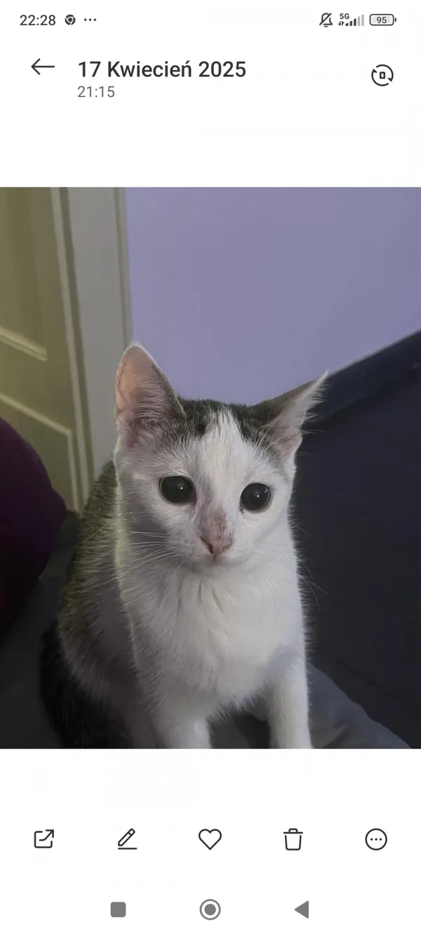 Zaginął kot, Łódź, 21 maja 2025