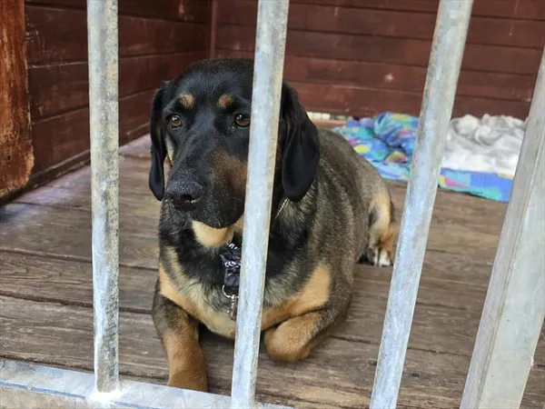 Pies do adopcji, Gorzów Wielkopolski, 20 maja 2025