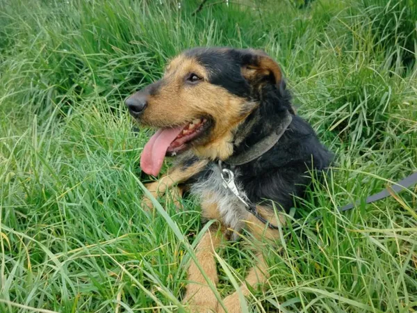 Pies do adopcji, Pawłowo, 21 maja 2025 (1/4)