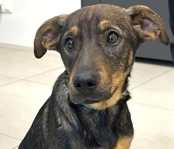 Pies do adopcji, Pawłowo, 21 maja 2025 (1/4)